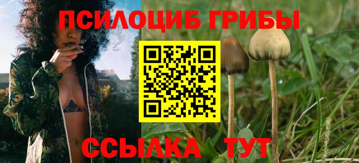 Галлюциногенные грибы прущие грибы Мурманск